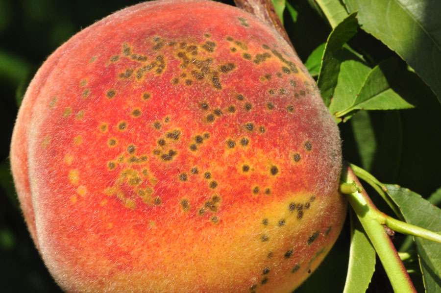 Managing Bacterial Soil Diseases such as Blight and